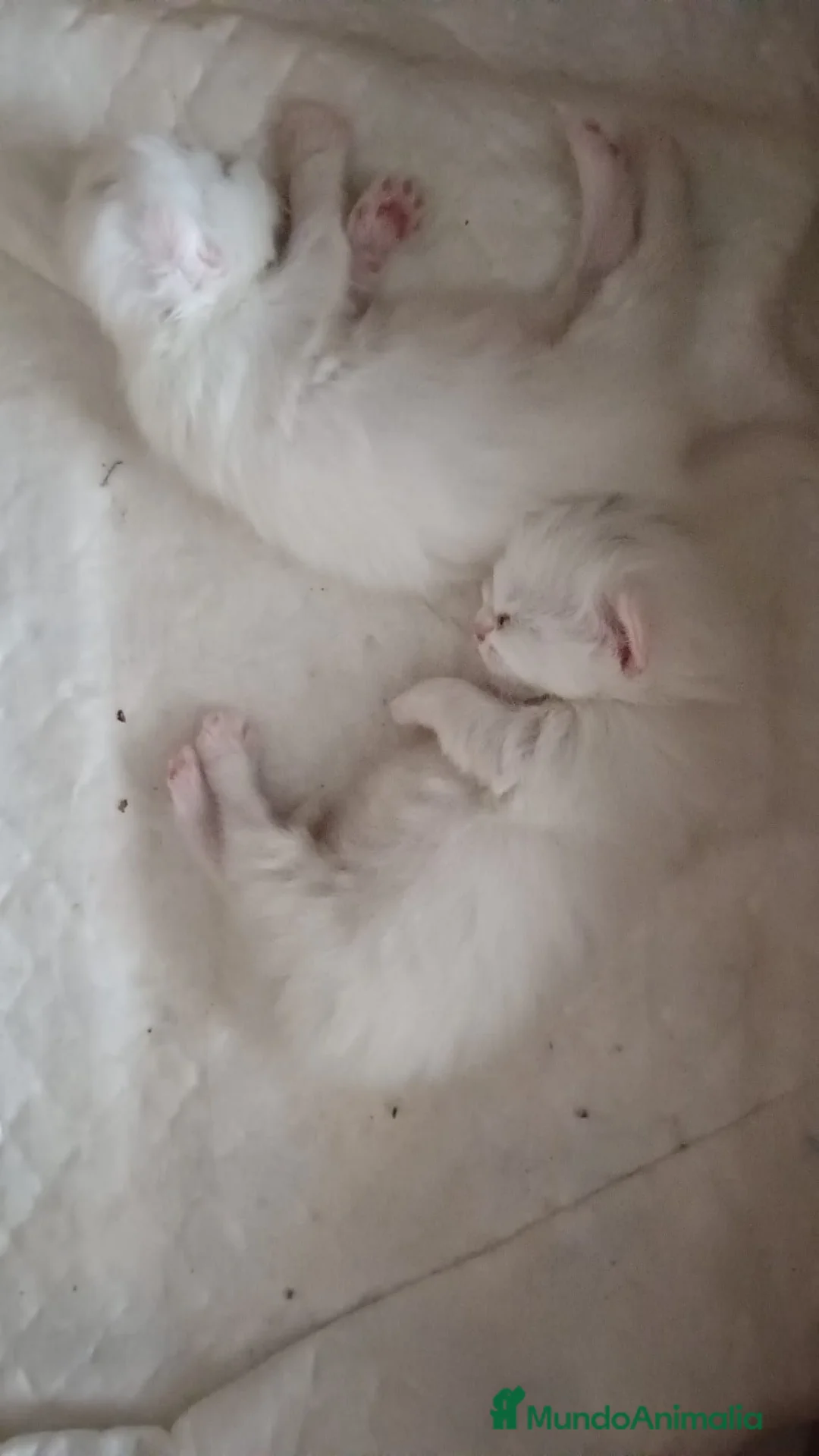 Persa gatos en venta: Gato persa - Anuncio 3
