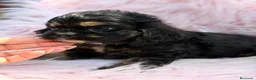 Cocker Spaniel Americano perros en venta: COCKER AMERICANO - Anuncio 5