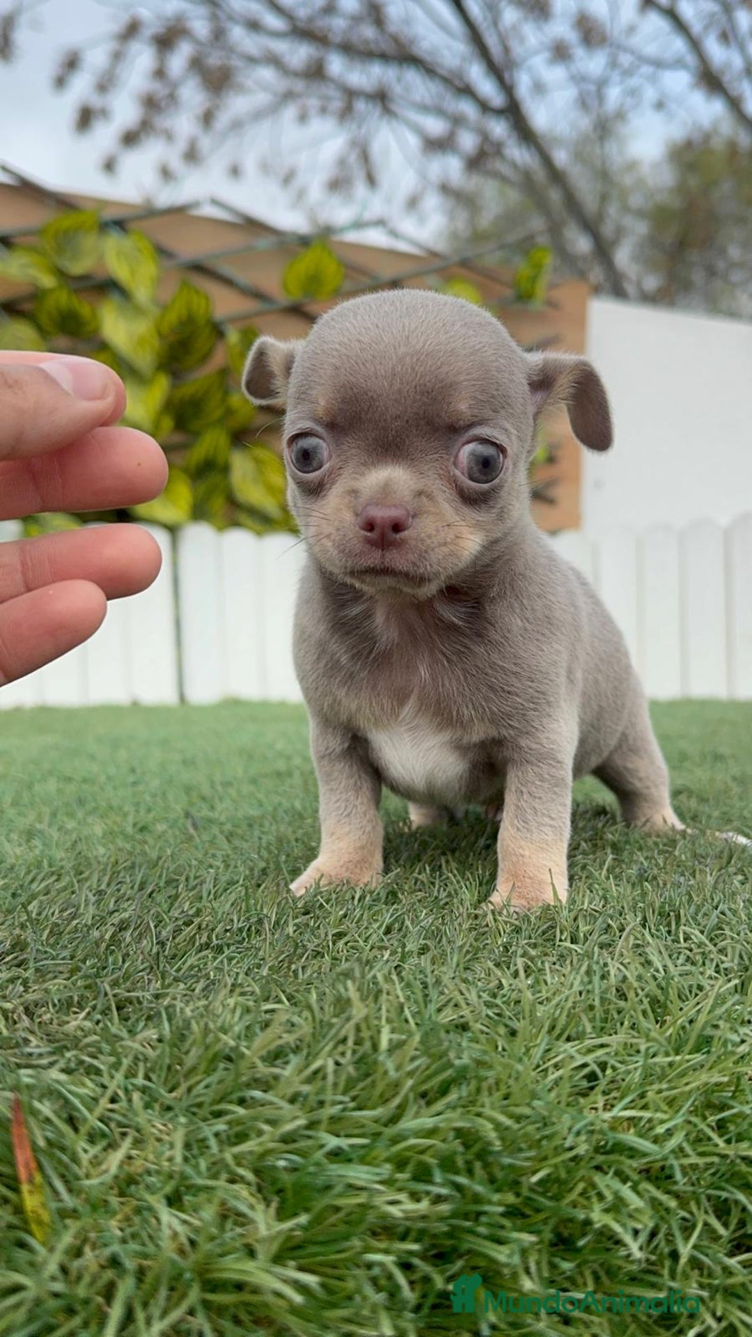 Chihuahua perros en venta: CHIHUAHUA MACHO LILAC AND TAN - Anuncio 11