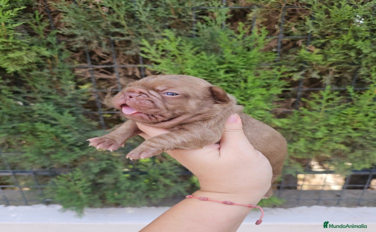 Bulldog Francés perros - Anuncio 5