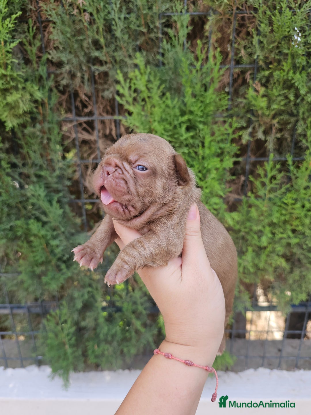Bulldog Francés perros en venta: Bulldog francés chocolate  - Imagen 1