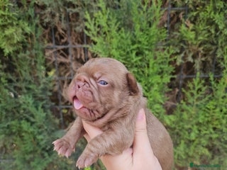 Bulldog Francés perros - Anuncio 3