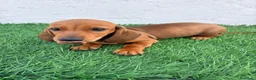 Teckel Miniatura perros en venta: Teckel miniatura - Anuncio 9