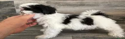 Shih Tzu perros en venta: Shih Tzu  - Anuncio 5