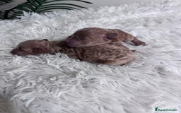Caniche Toy perros en venta: CANICHE TOY - Imagen 26