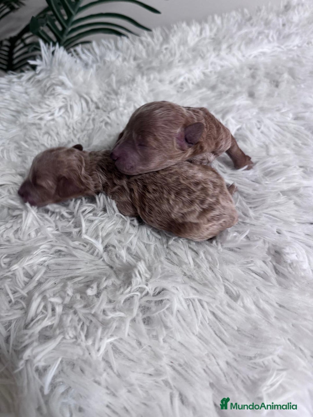 Caniche Toy perros en venta: CANICHE TOY - Imagen 26