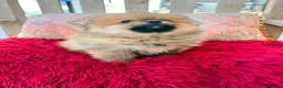 Pomerania perros en venta: Lulú pomerania toy - Anuncio 10