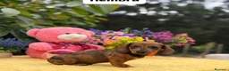 Teckel Miniatura perros en venta: Teckel miniatura  - Anuncio 3