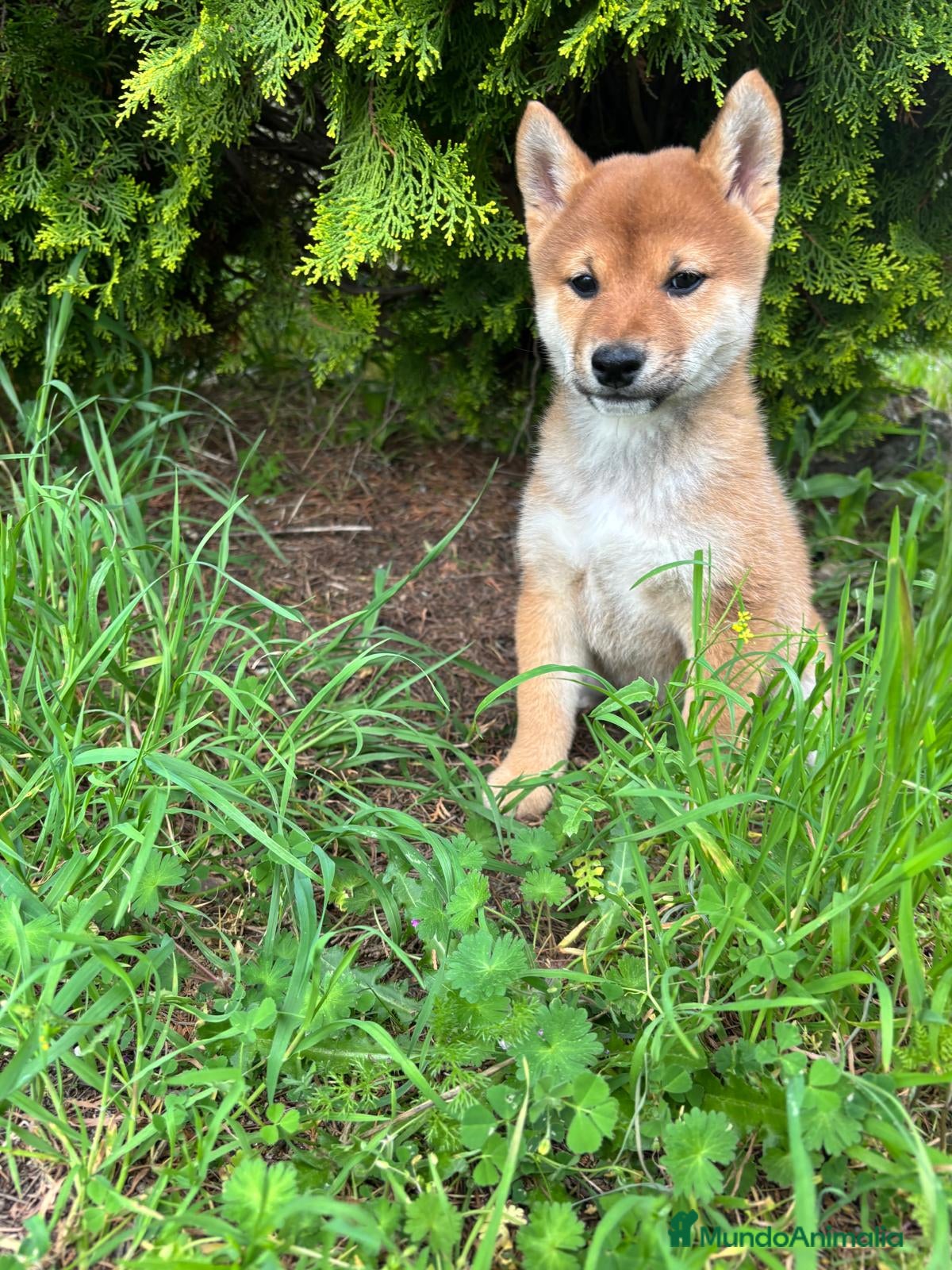Shiba Inu perros en venta: Shiba inu hembra para entregar!! - Anuncio 7