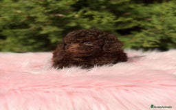 Maltipoo perros en venta: Maltipoo chocolate - Anuncio 6