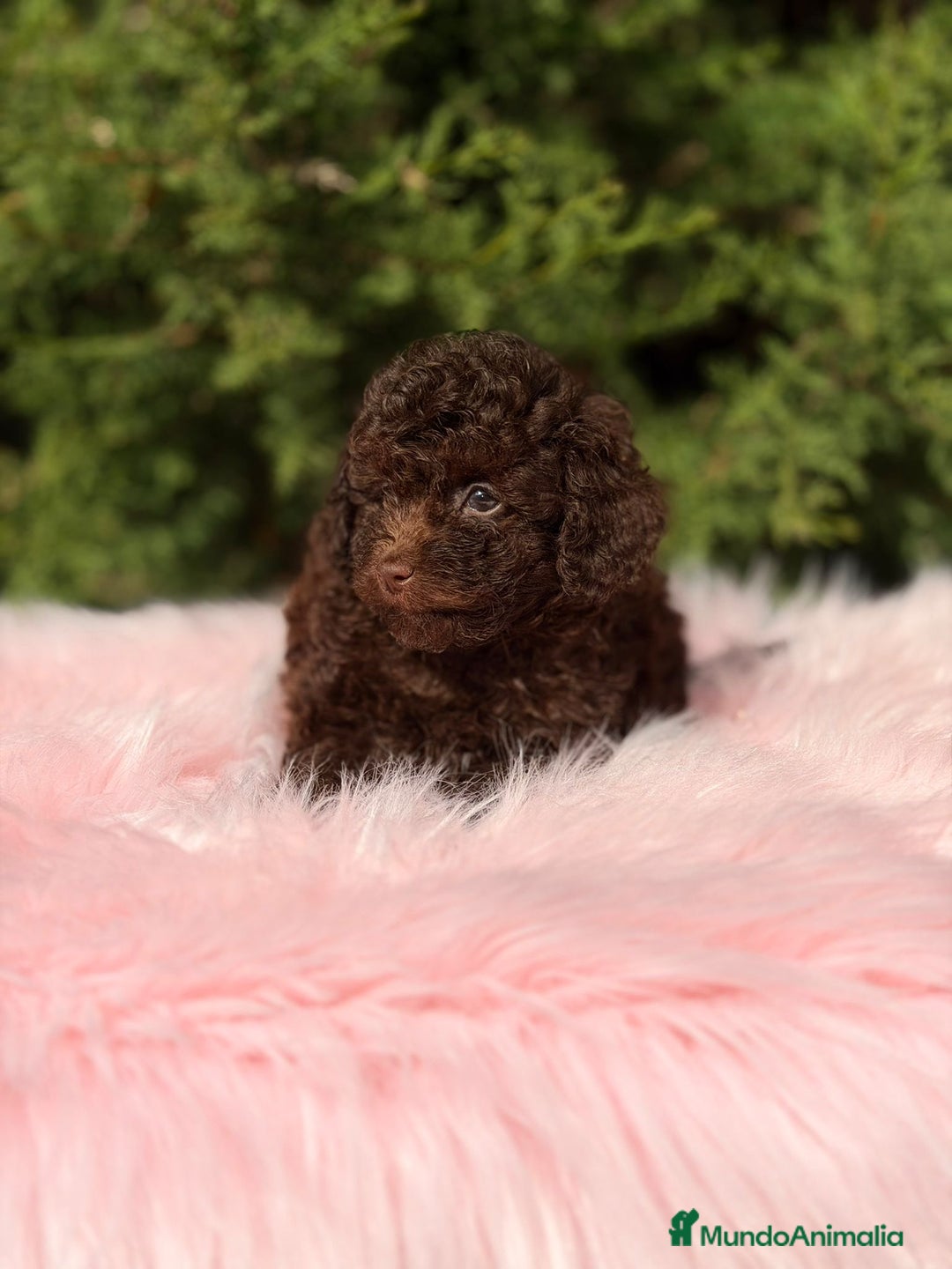 Maltipoo perros en venta: Maltipoo chocolate - Anuncio 6