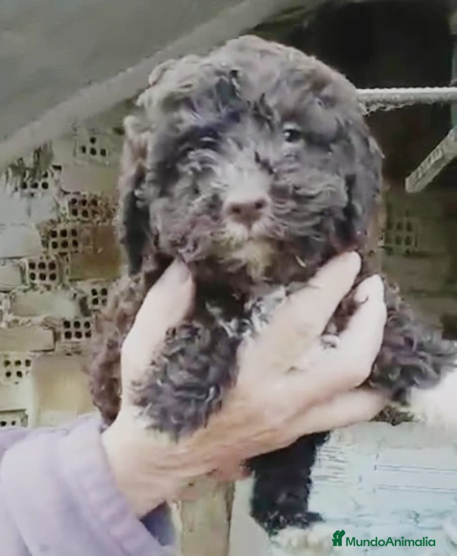 Perro de Agua Español perros Perro de agua  - Anuncio 1
