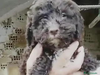 Perro de Agua Español perros Perro de agua - Anuncio 1