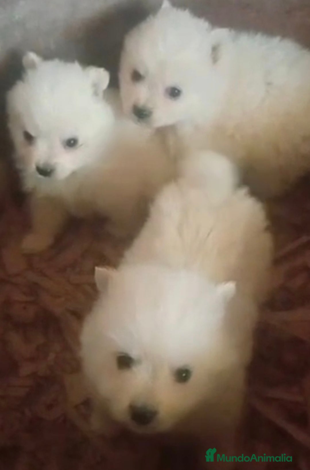Pomerania perros en venta: Pomerania cara de zorro  - Imagen 3