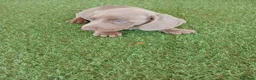 Teckel Miniatura perros en venta: Teckel miniatura toy - Anuncio 3