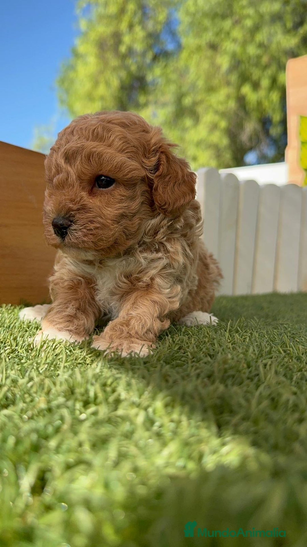 Caniche Toy perros en venta: CANICHE TOY MACHO - Imagen 13