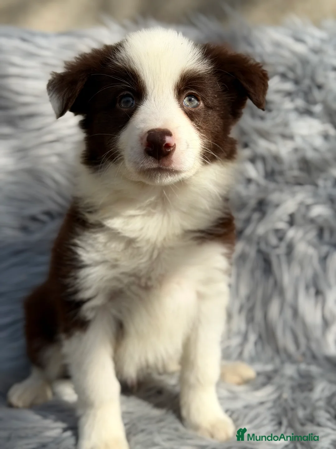 Border Collie perros en venta: Border collie  - Anuncio 4