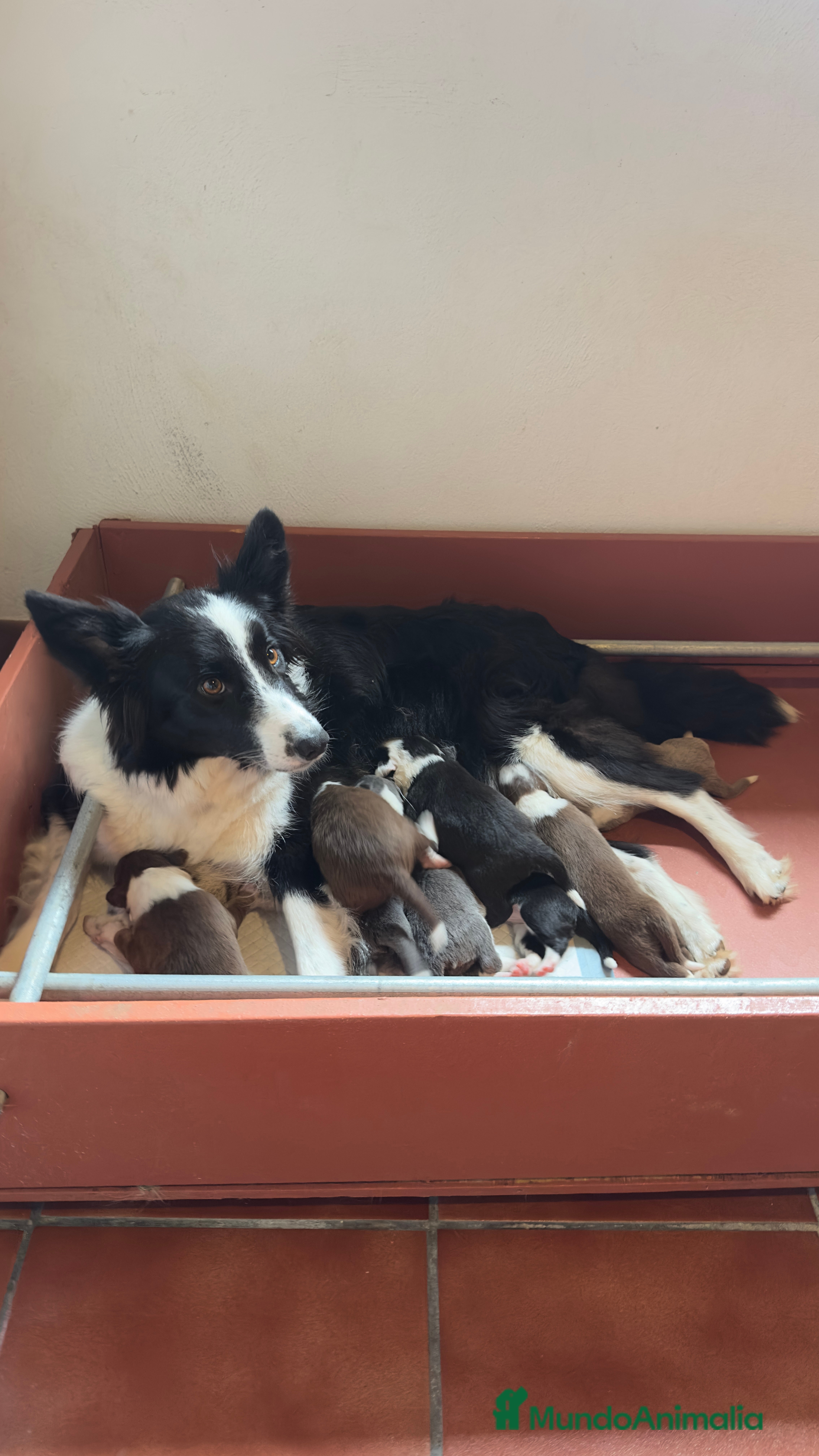 Border Collie perros Border collie - Anuncio 2