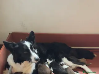 Border Collie perros Border collie - Anuncio 34