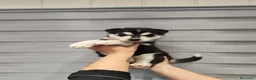 Husky Siberiano perros en venta: Pareja de Husky siberiano - Anuncio 10