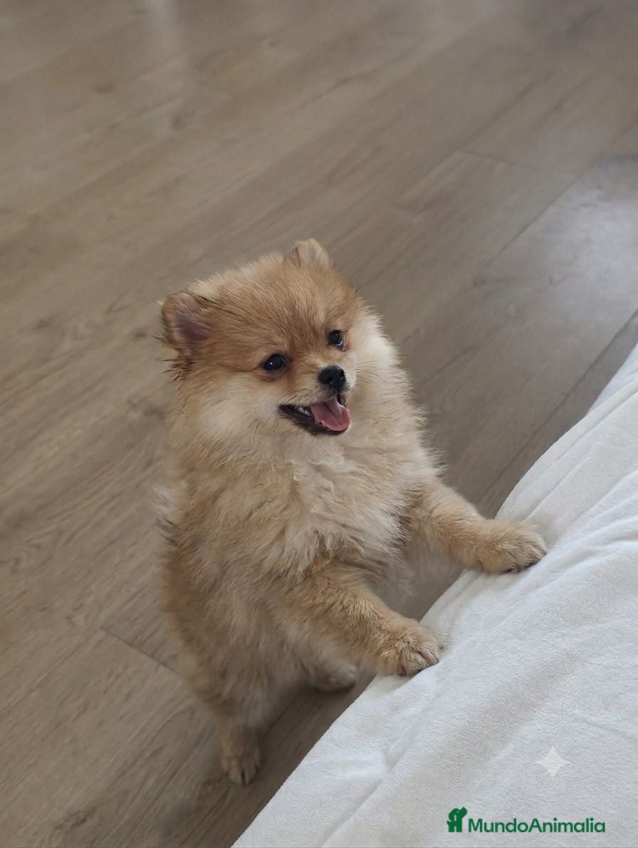 Pomerania perros Pomerania Toy hembra  - Anuncio 1