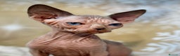 Sphynx gatos en venta: Sphynx calidad  - Anuncio 6