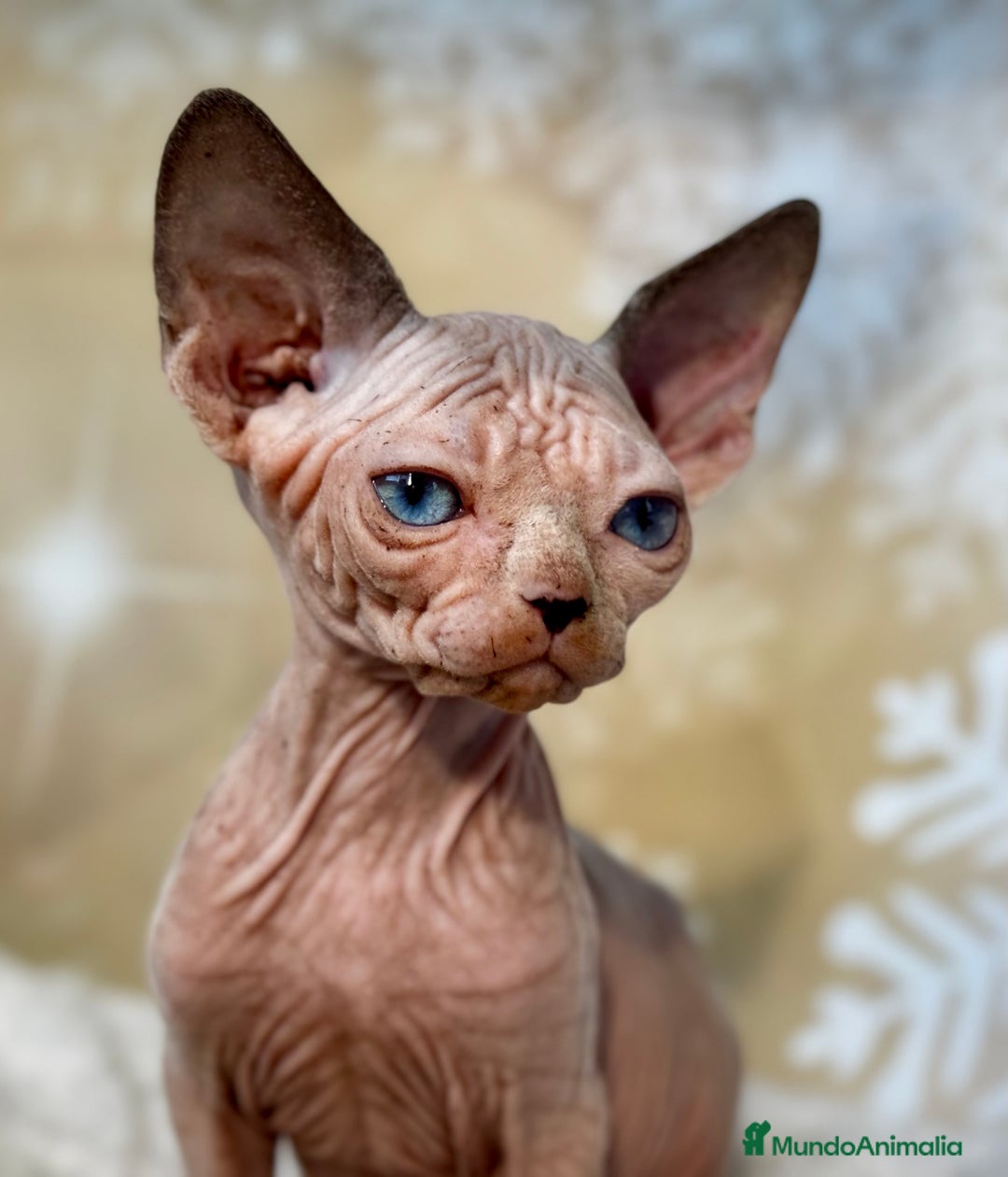 Sphynx gatos en venta: Sphynx calidad  - Anuncio 6
