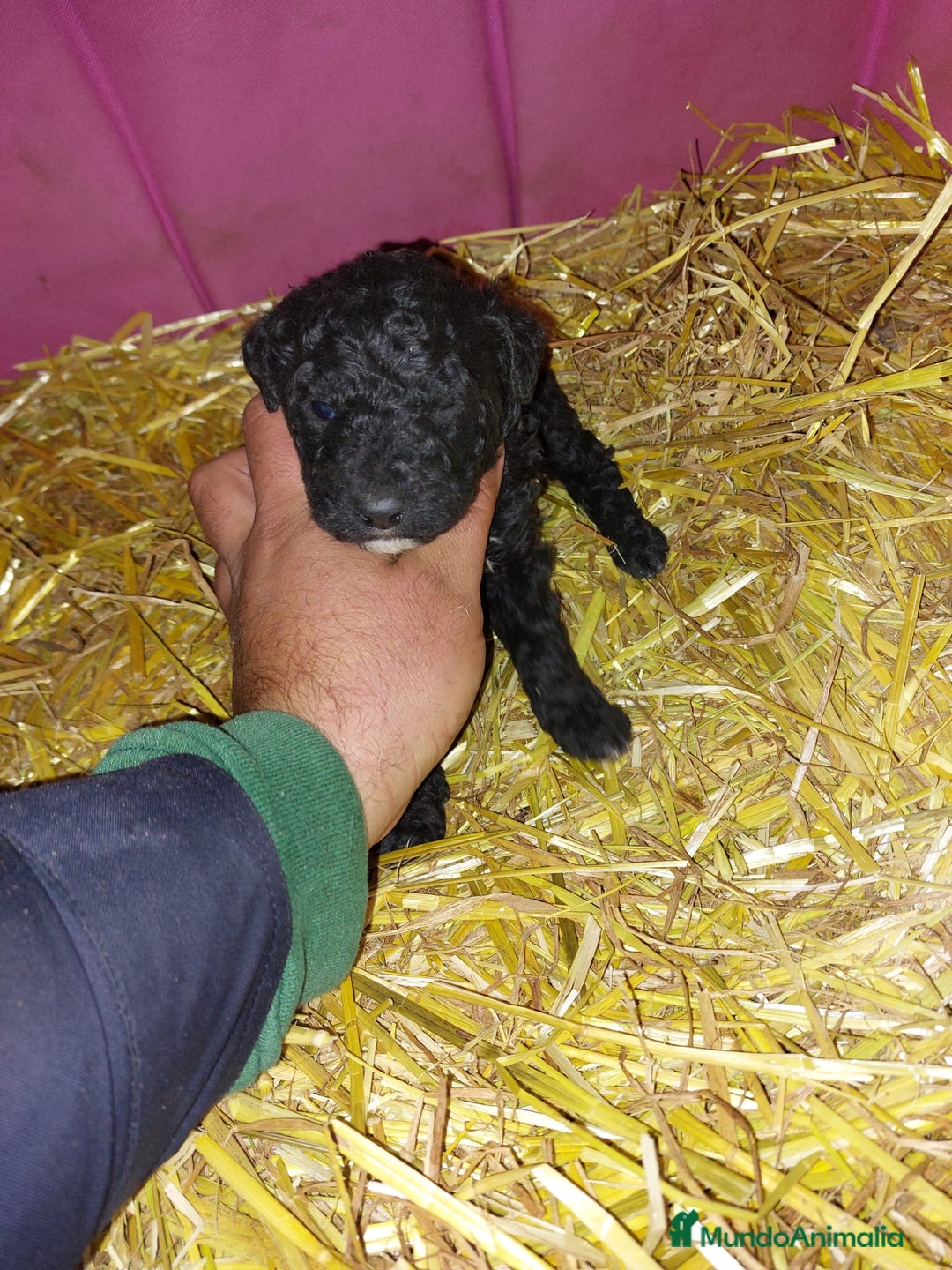 Perro de Agua Español perros en venta: Espectacular macho - Anuncio 2