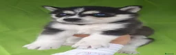 Husky Siberiano perros en venta: HUSKY  - Anuncio 2