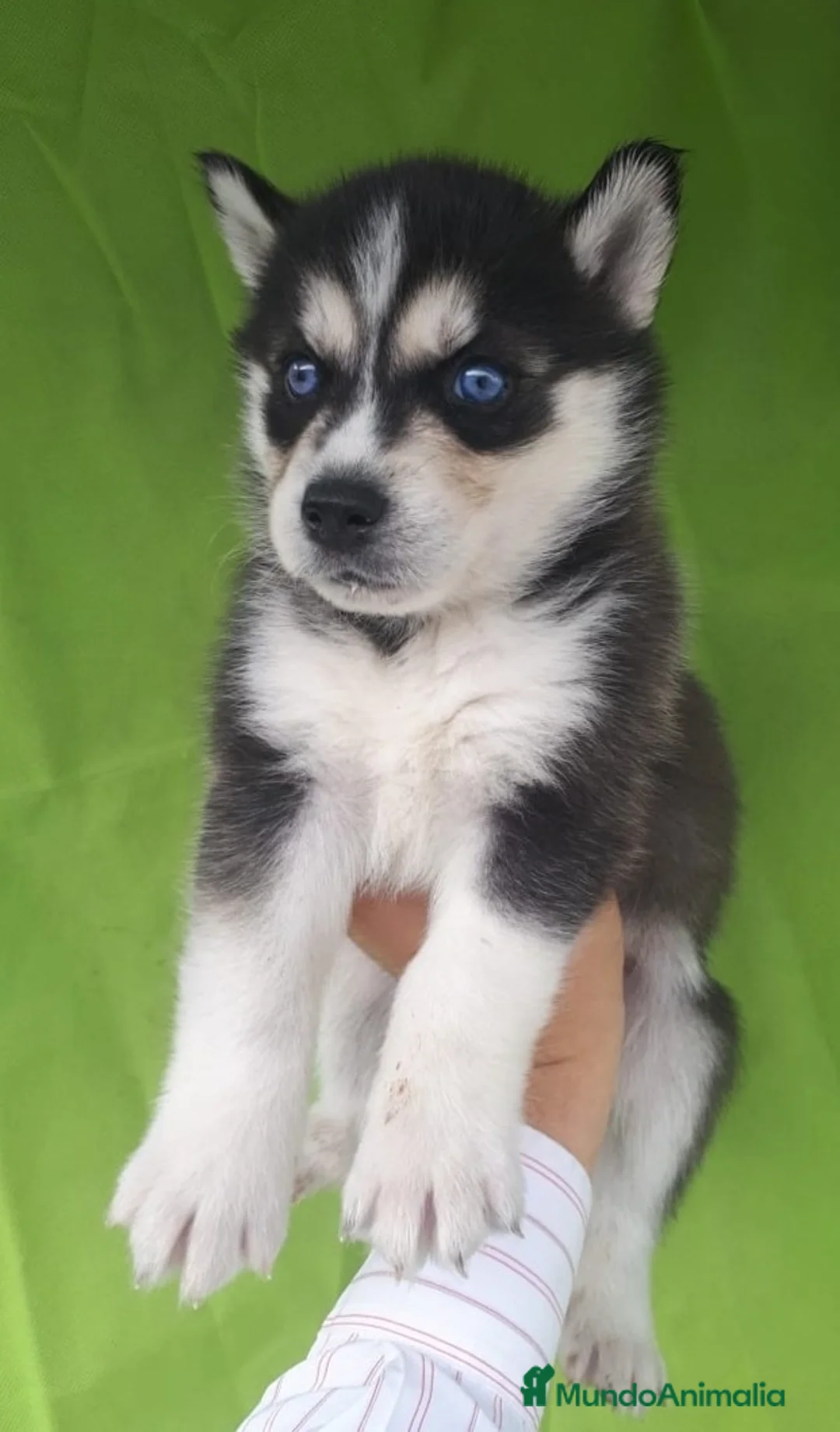 Husky Siberiano perros en venta: HUSKY  - Anuncio 2