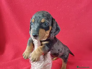 Teckel Miniatura perros Teckel Miniatura Arlequin - Anuncio 2