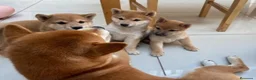 Shiba Inu perros en venta: Shiba Inu - Anuncio 2