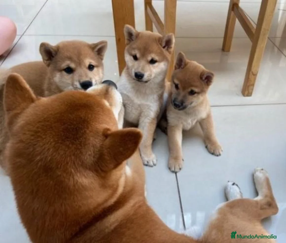 Shiba Inu perros en venta: Shiba Inu - Anuncio 2