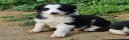 Border Collie perros en venta: Border collie standar  - Anuncio 1