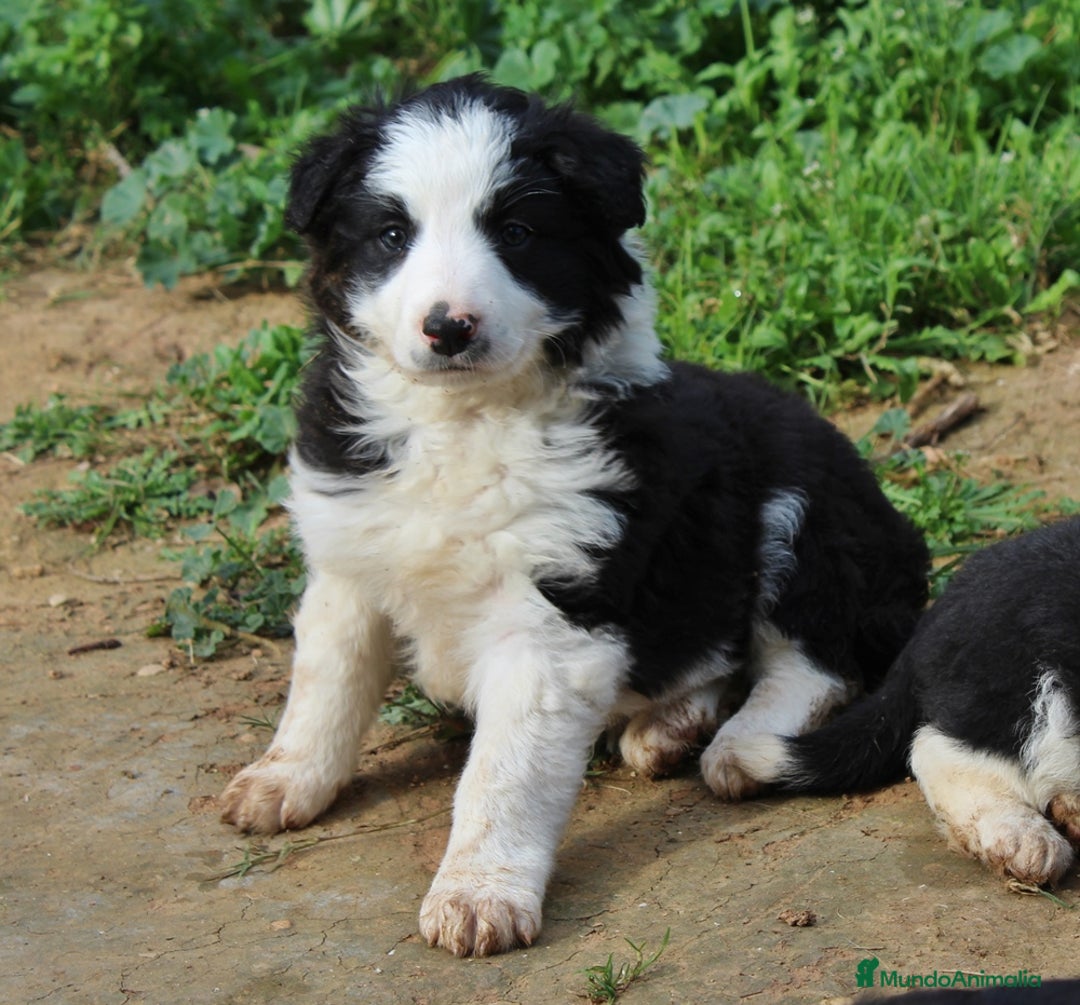 Border Collie perros en venta: Border collie standar  - Anuncio 1