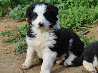 Border Collie perros Border collie standar - Anuncio 3