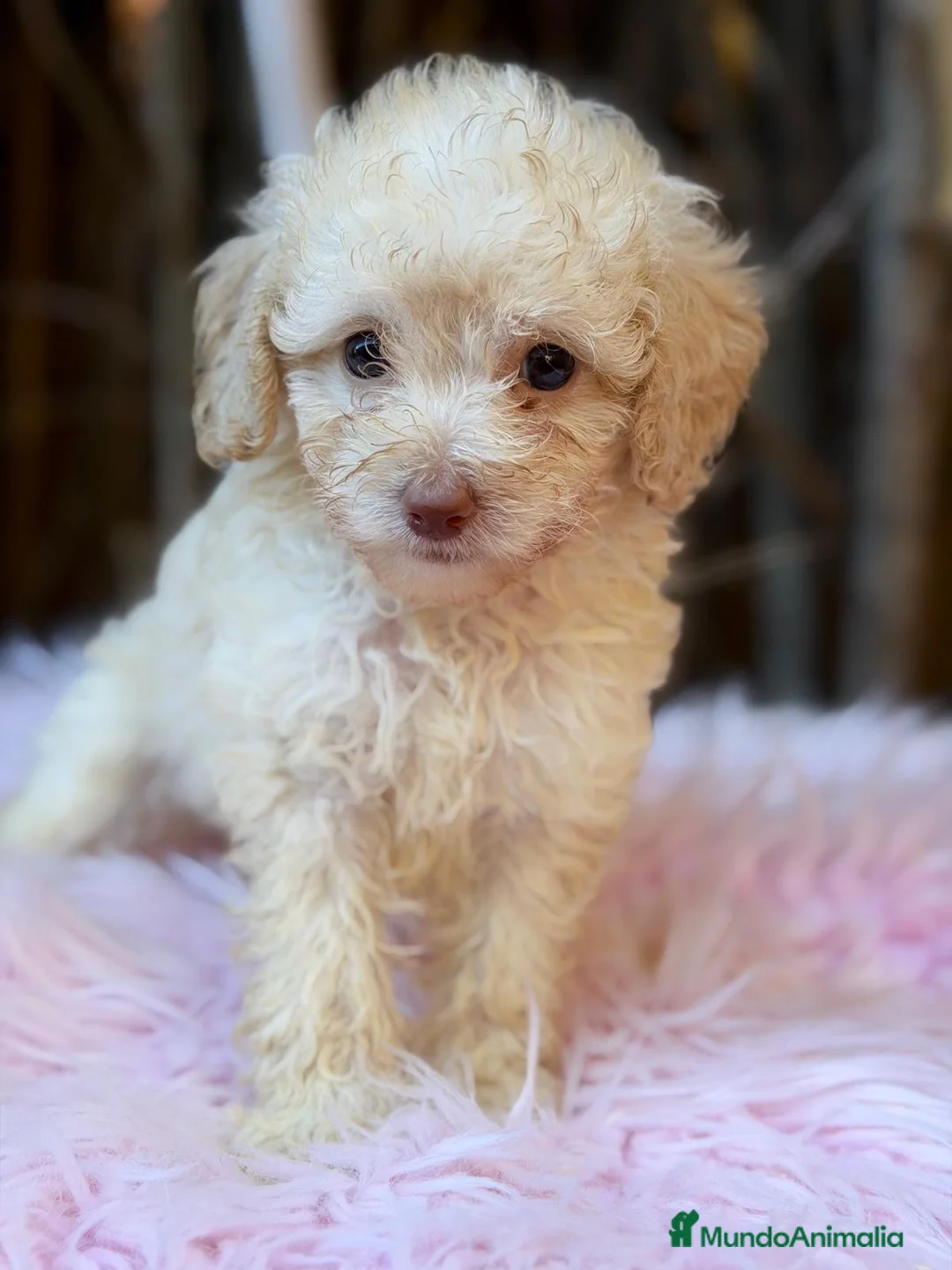 Caniche Toy perros en venta: Hembras caniche canela - Anuncio 2