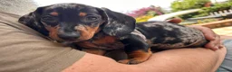 Teckel Miniatura perros en venta: TECKEL ARLEQUÍN - MACHO - Anuncio 1