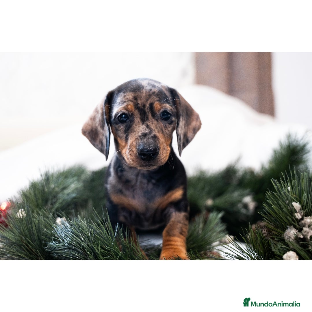 Teckel Miniatura perros en venta: Camada de Teckel miniatura 💙 - Anuncio 11