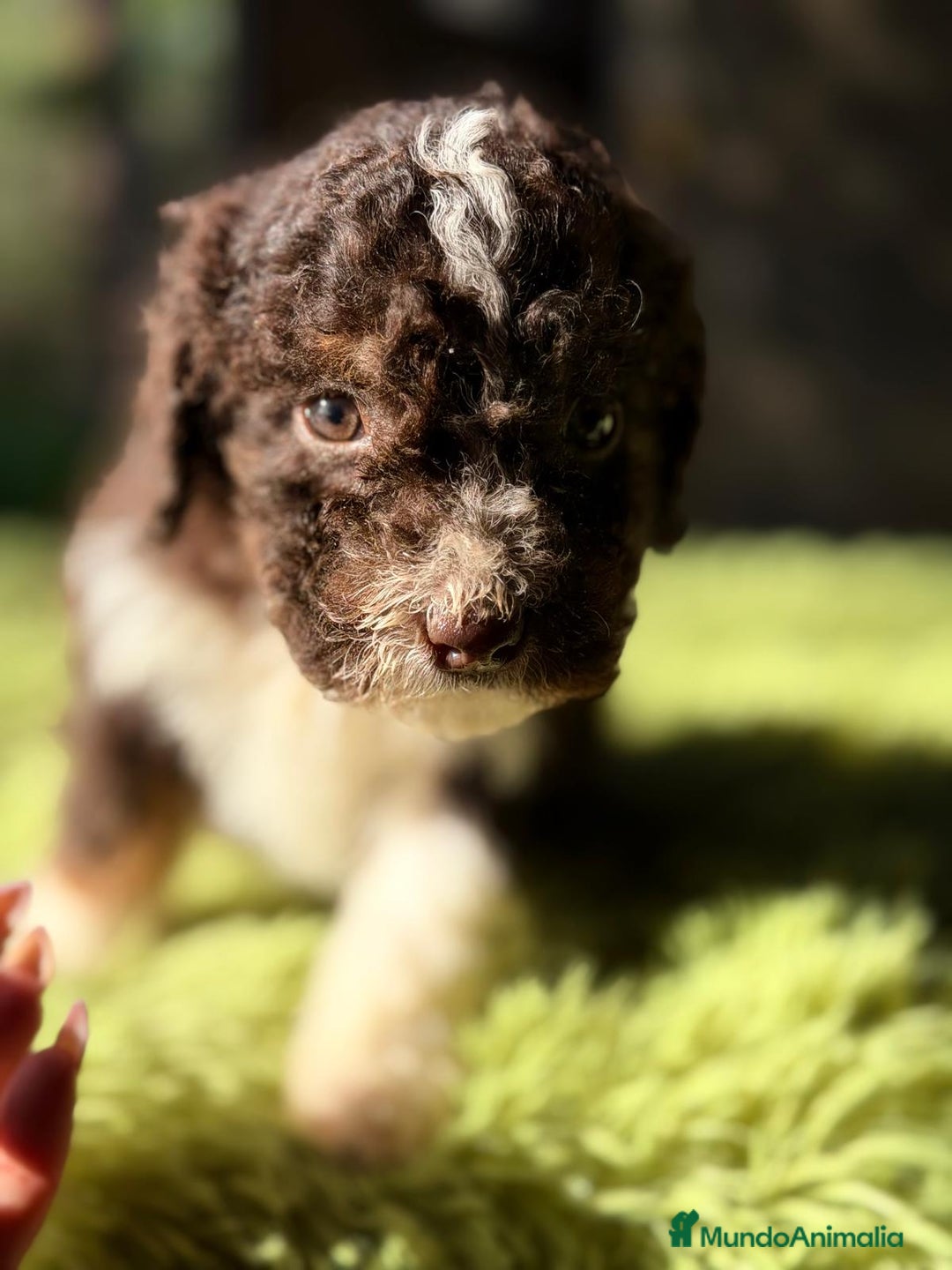 Perro de Agua Español perros en venta: PERRO DE AGUA CHOCOLATE Y BLANCO - Anuncio 7