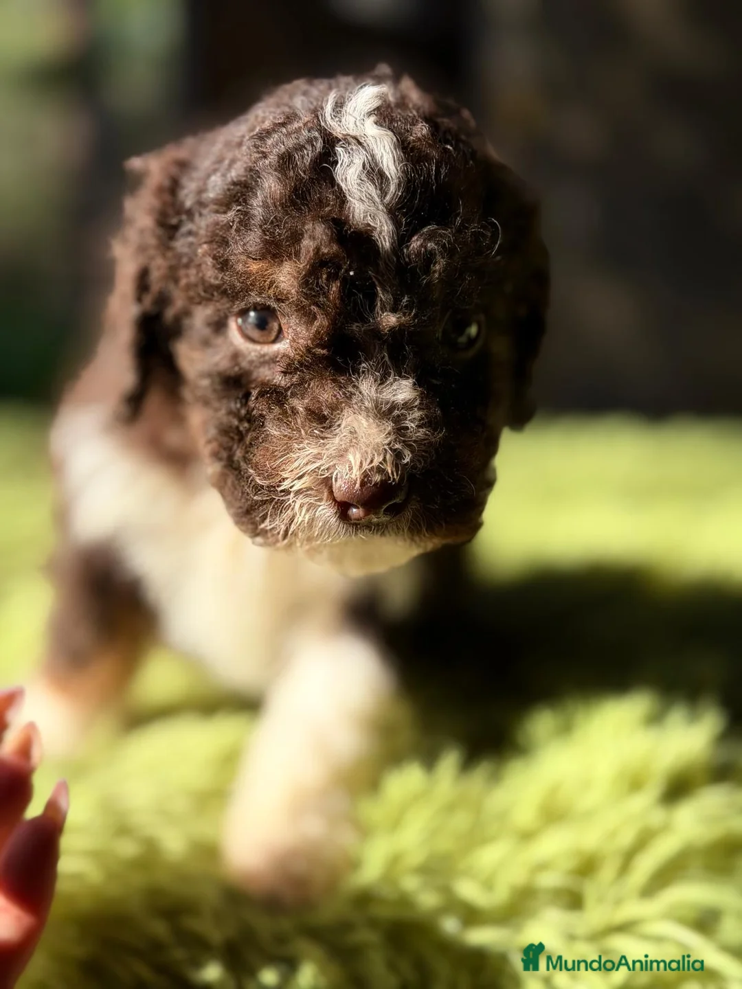 Perro de Agua Español perros en venta: PERRO DE AGUA CHOCOLATE Y BLANCO - Anuncio 7