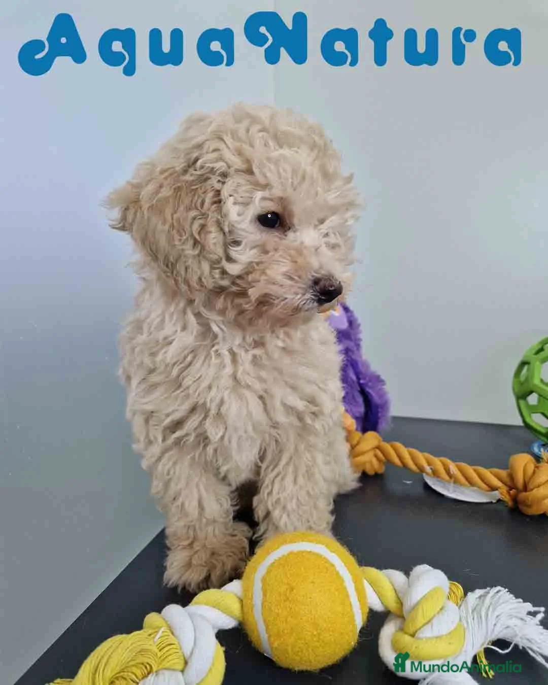 Caniche Toy perros en venta: Caniche Hembra 1746 AQUANATURA - Anuncio 9