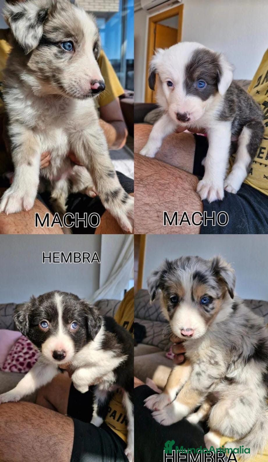 Border Collie perros Cachorros de border collie  - Anuncio 1