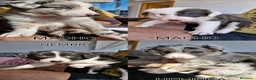Border Collie perros en venta: Cachorros de border collie  - Anuncio 1