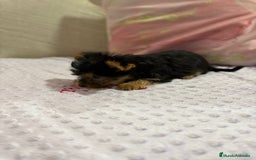Yorkshire Terrier perros en venta: Yorkshire toy - Imagen 21