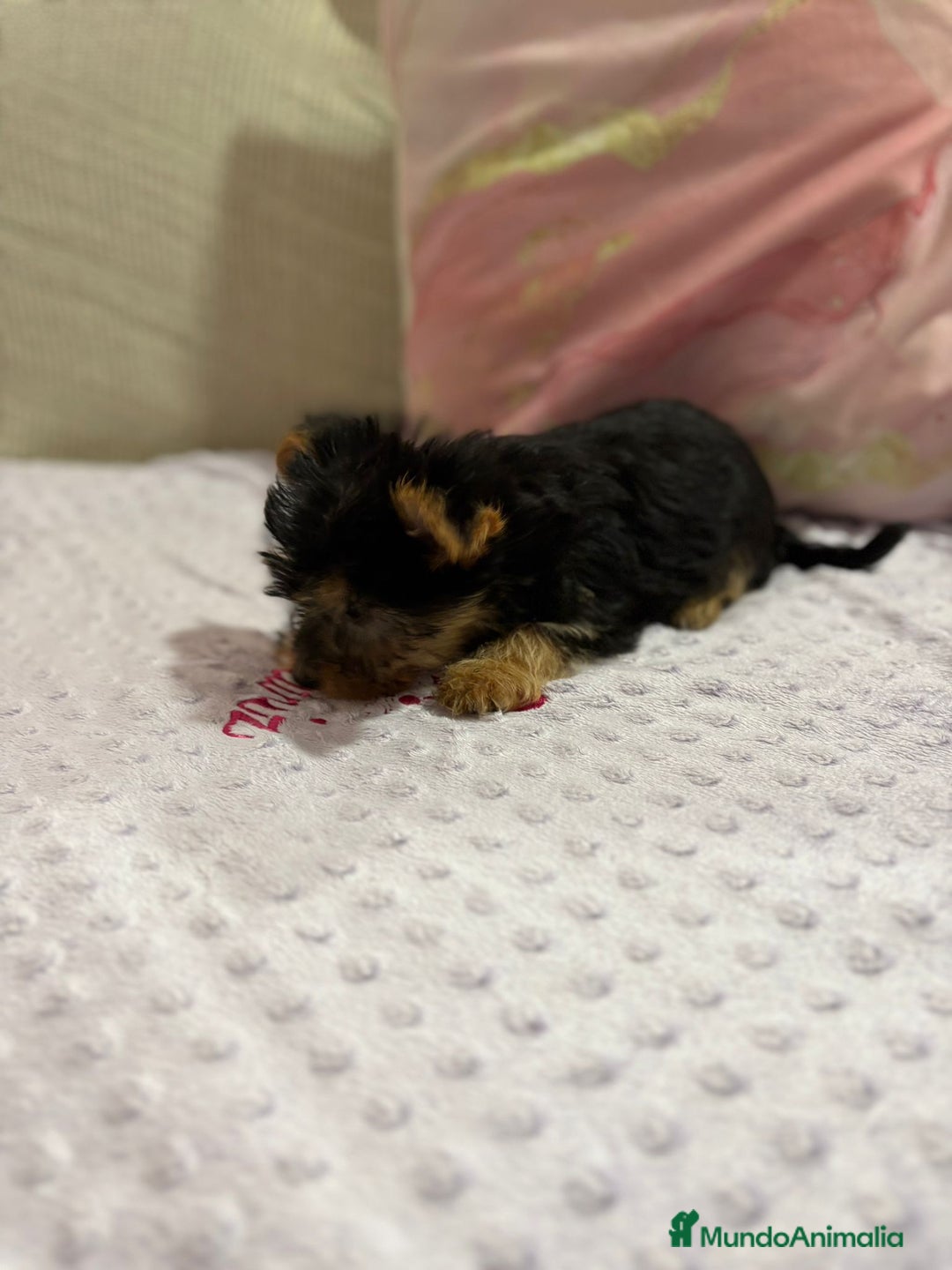 Yorkshire Terrier perros en venta: Yorkshire toy - Imagen 21