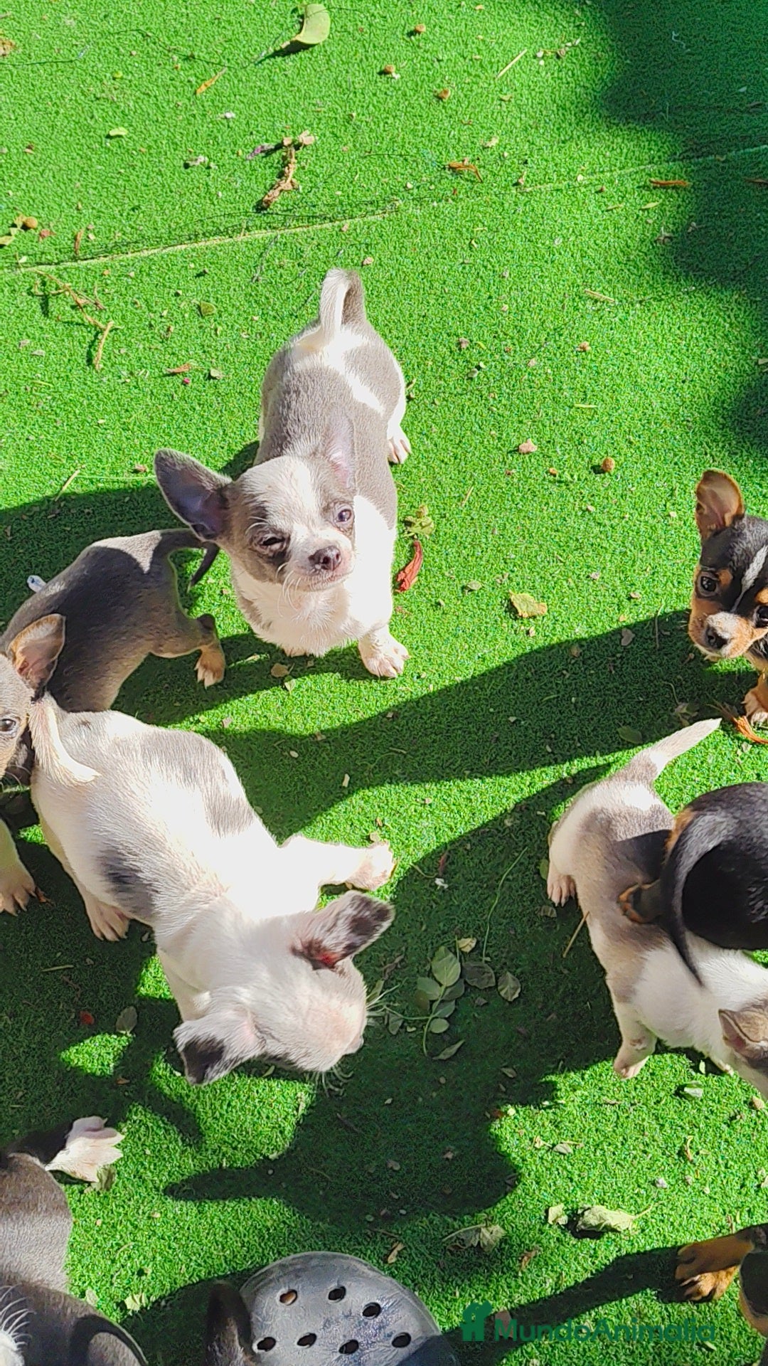 Chihuahua perros en venta: Chihuahua Toy colores exóticos  - Anuncio 3