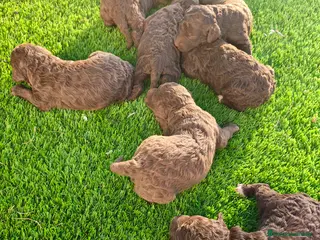 Perro de Agua Español perros Perro de agua en Sevilla - Anuncio 1