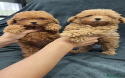 Caniche Toy perros en venta: Caniche Toy  - Imagen 3