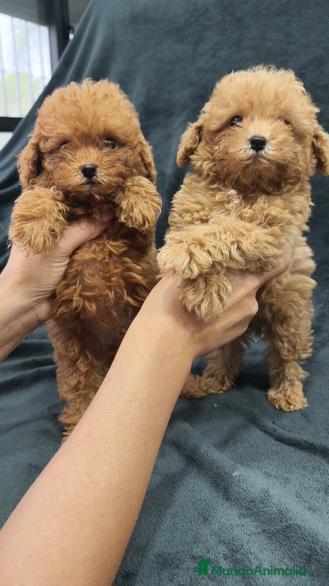 Caniche Toy perros en venta: Caniche Toy  - Imagen 3